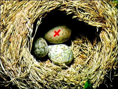 Quel acteur joue le rôle de 'Randall P. McMurphy' qui se fait interner dans un asile de 'fous' pour échapper à la prison dans 'Vol au-dessus d'un nid de coucou' ?