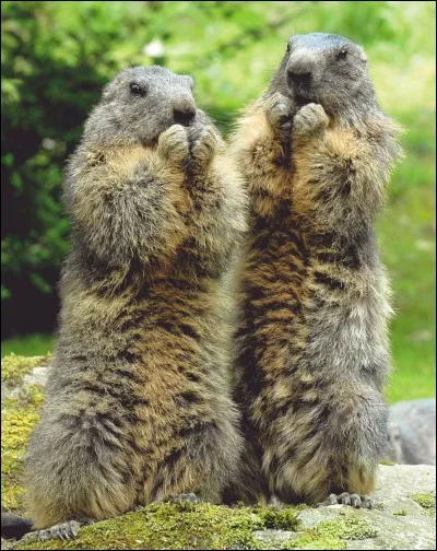 La marmotte est...