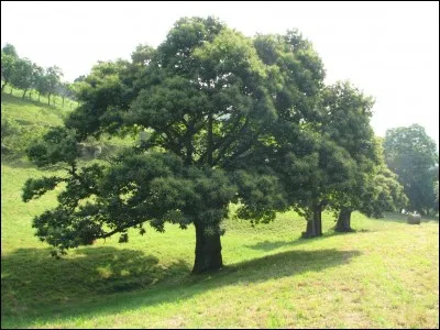 Le châtaignier peut mesurer...