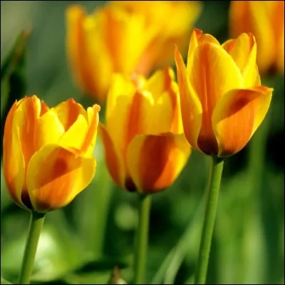 Le nom exact, scientifique, de la tulipe est...