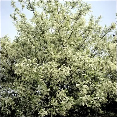 Les feuilles du cerisier mesurent...