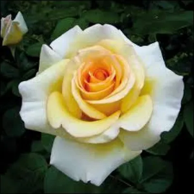 Quel adverbe est l'intrus ?