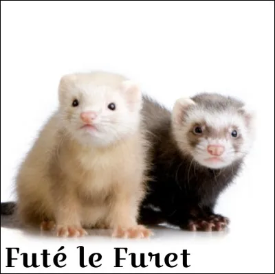 Es-tu bien renseigné sur cet animal ?