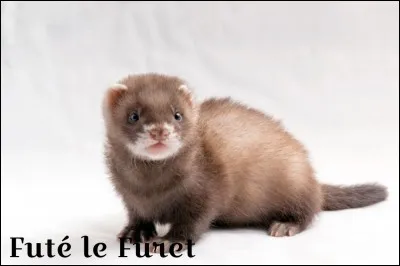 Es-tu un maniaque du ménage ?