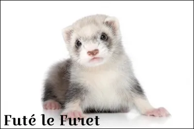 Es-tu plus joueur ou câlin ?