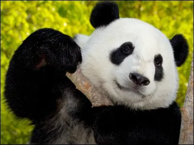 Quel est ton animal préféré ?