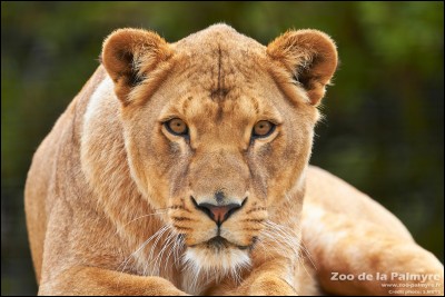 Quel est le nom de la femelle du lion ?