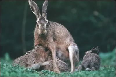 Dites-moi si cette affirmation sur la famille du lièvre est bonne ou non. "Maman lièvre s'appelle une 'hase', ses petits des 'levrauts' et le papa un 'bouquin'.