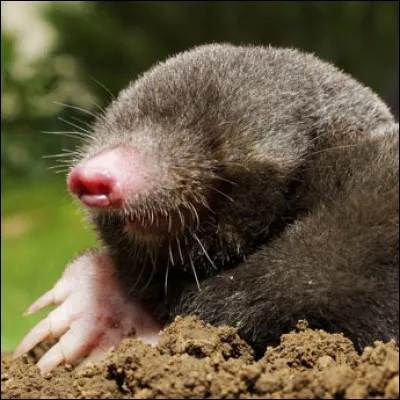 Vas-y la taupe ! Jusqu'à combien de temps peut-elle jeûner sans mourir de faim ?