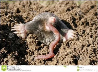 Jusqu'à combien de fois son poids la taupe peut-elle consommer par jour ?