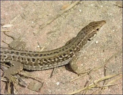 À votre tour les lézards ! Les lézards sont de la même famille que les dinosaures.