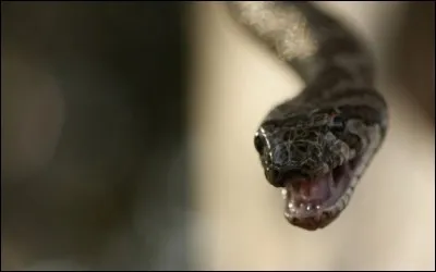 Le venin des petits de la vipère n'apparaît pas dès la naissance.