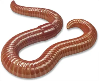 Les agriculteurs aiment les vers de terre car ceux-ci aèrent les champs.