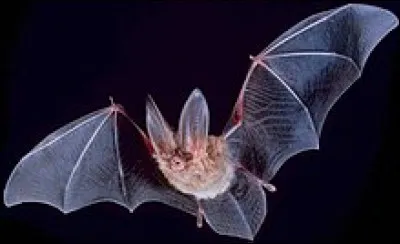 La chauve-souris est un mammifère qui émet des ultrasons.