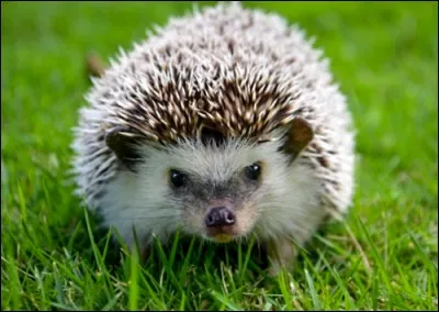 Les hérissons chassent-ils le jour ou la nuit ?