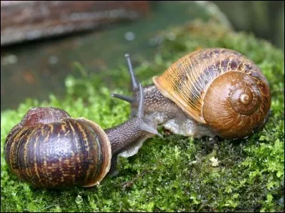 Parlons ensuite des escargots. Saviez-vous que les mâles escargots s'accouplent avec les femelles escargots ?