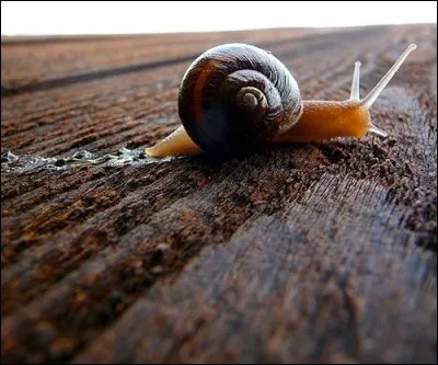 Pourquoi l'escargot bave-t-il ?