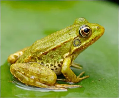 Parlons maintenant de la grenouille. Hiberne-t-elle ?