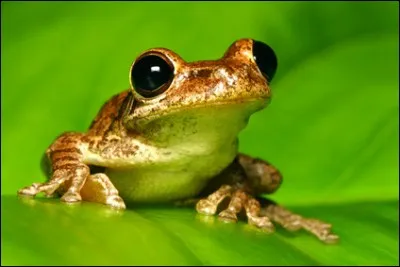 La grenouille fait partie des atractiens, c'est-à-dire des animaux qui vivent à la fois sur terre et dans l'eau.