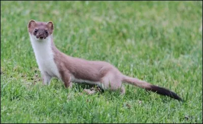 Au tour de l' hermine. En hiver, de quelle couleur est-elle ?