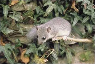 Le loir est le plus petit rongeur de la Terre.