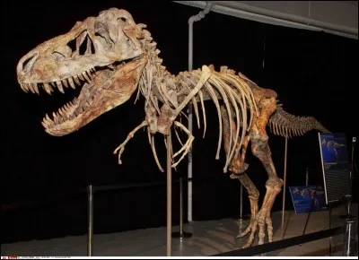 Quel est ce dinosaure ?