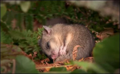 Comment dort le loir ?
