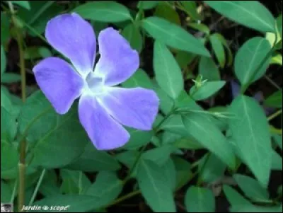 Quel dragon n'est pas allergique au laurier rose ?
