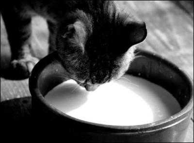 Est-il bon de donner du lait à un chat adulte ?
