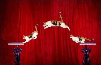 Alley, le chat qui détient le record du saut le plus long (pour un chat), a sauté :