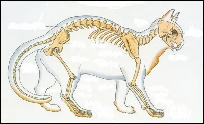 Combien d'os un chat a-t-il ?