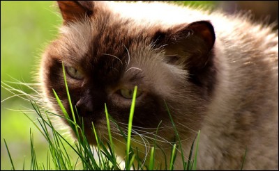 Pourquoi un chat mange-t-il de l'herbe ?