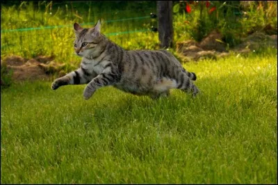 La vitesse maximale qu'un chat peut atteindre en courant est de :