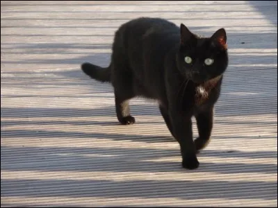 Les chats marchent-ils sur leurs orteils ?