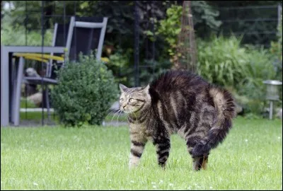 Quand un chat a les poils hérissés, ça veut dire qu'il est :