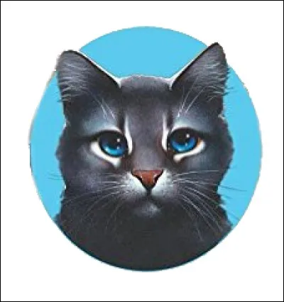 Quelle type de chat auriez-vous voulu être ?