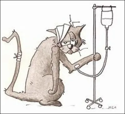 En tant que chat, vous appellez les hommes...