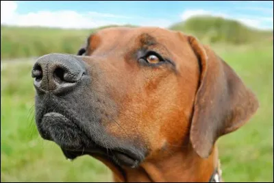 Penses-tu revoir un jour notre bien-aimé Maurice le chien ? Je l'espère en tout cas, car cela me traca...e de ne plus le voir et de savoir qu'il s'est enfui.