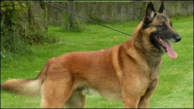 Mon chien veut se promener alors je vais chercher la lai...e.