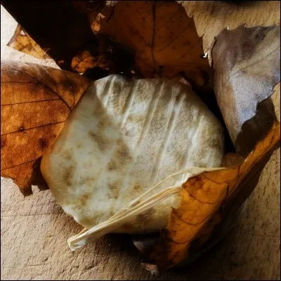 Quel est ce fromage fran&ccedil;ais des fermes des Alpes-de-Haute-Provence. Son nom vient d'un petit village adoss&eacute; au Plateau d'Albion ?