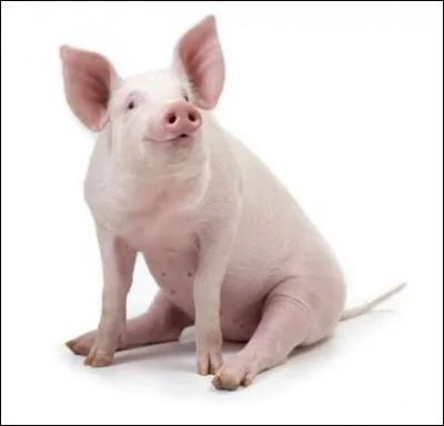 Comment s'appelle cet animal assis sur le sol ?