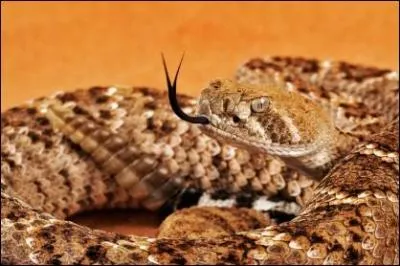 Comment s'appelle cet animal long et qui siffle ?