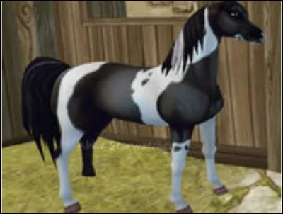 Quel la race de ce cheval ?