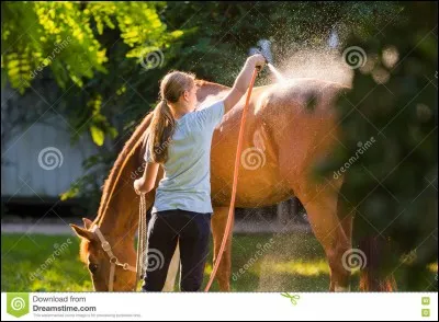 Quand on douche un cheval on commence par :