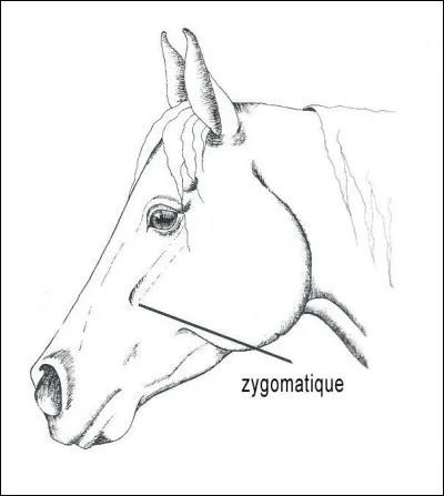 Cette partie s'appelle l'apophyse zygomatique?