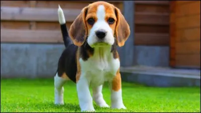 Combien coûte en moyenne un beagle chez un éleveur ?