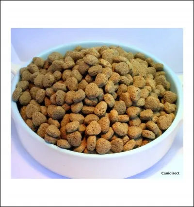 Combien de fois un chien mange-t-il par jour ?