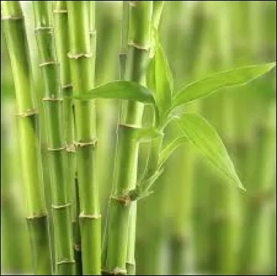 Dessines-tu sur feuille ou ordinateur ?