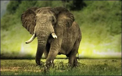 Quelle orthographe donne-t-on à cet animal ?