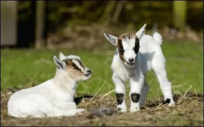 Qui ne vit pas sur la terre ferme ?